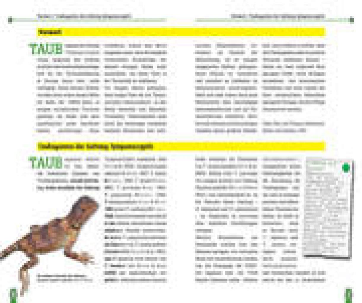 Die Australische Taubagame